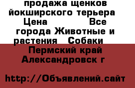 продажа щенков йокширского терьера › Цена ­ 25 000 - Все города Животные и растения » Собаки   . Пермский край,Александровск г.